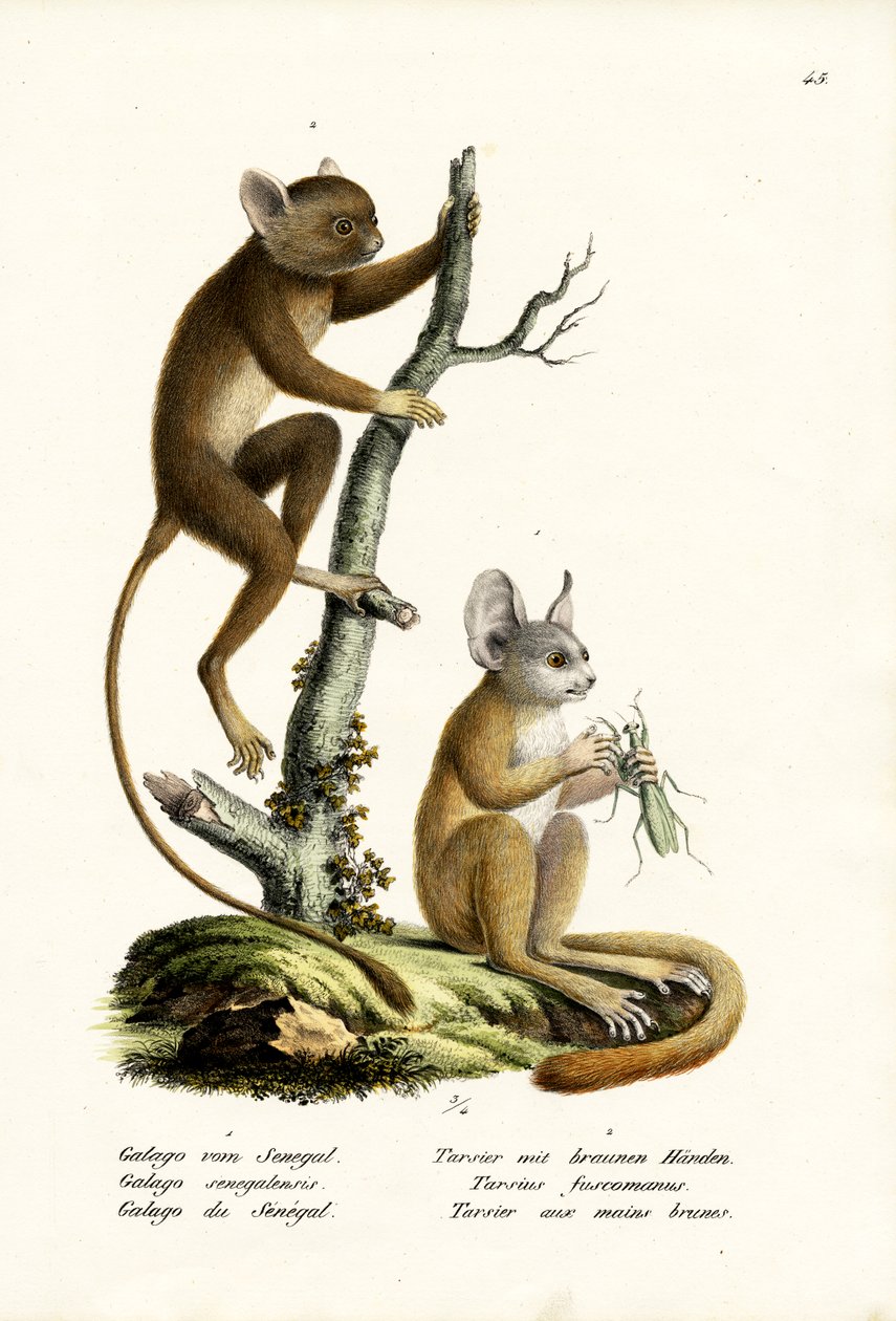 Senegal Bushbaby, 1824 af Karl Joseph Brodtmann