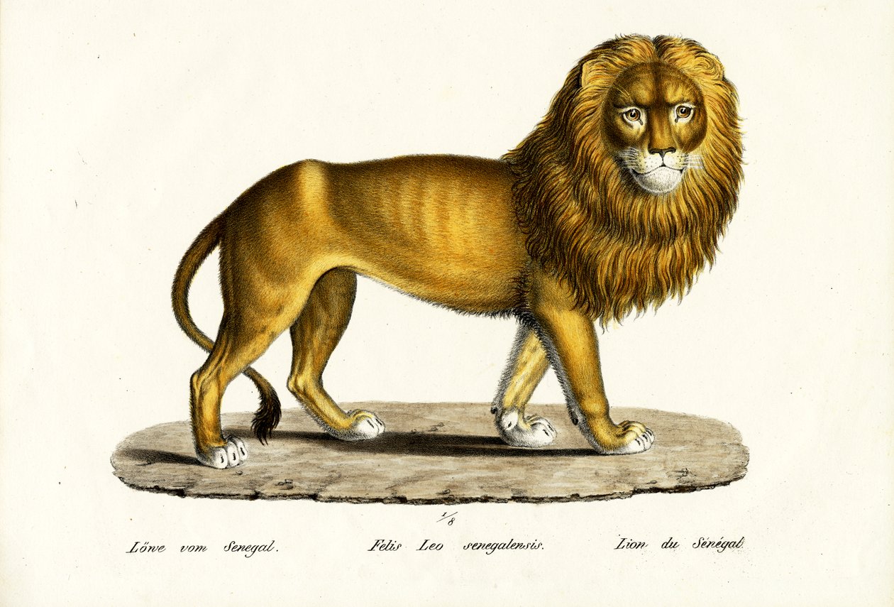 Senegal Lion, 1824 af Karl Joseph Brodtmann