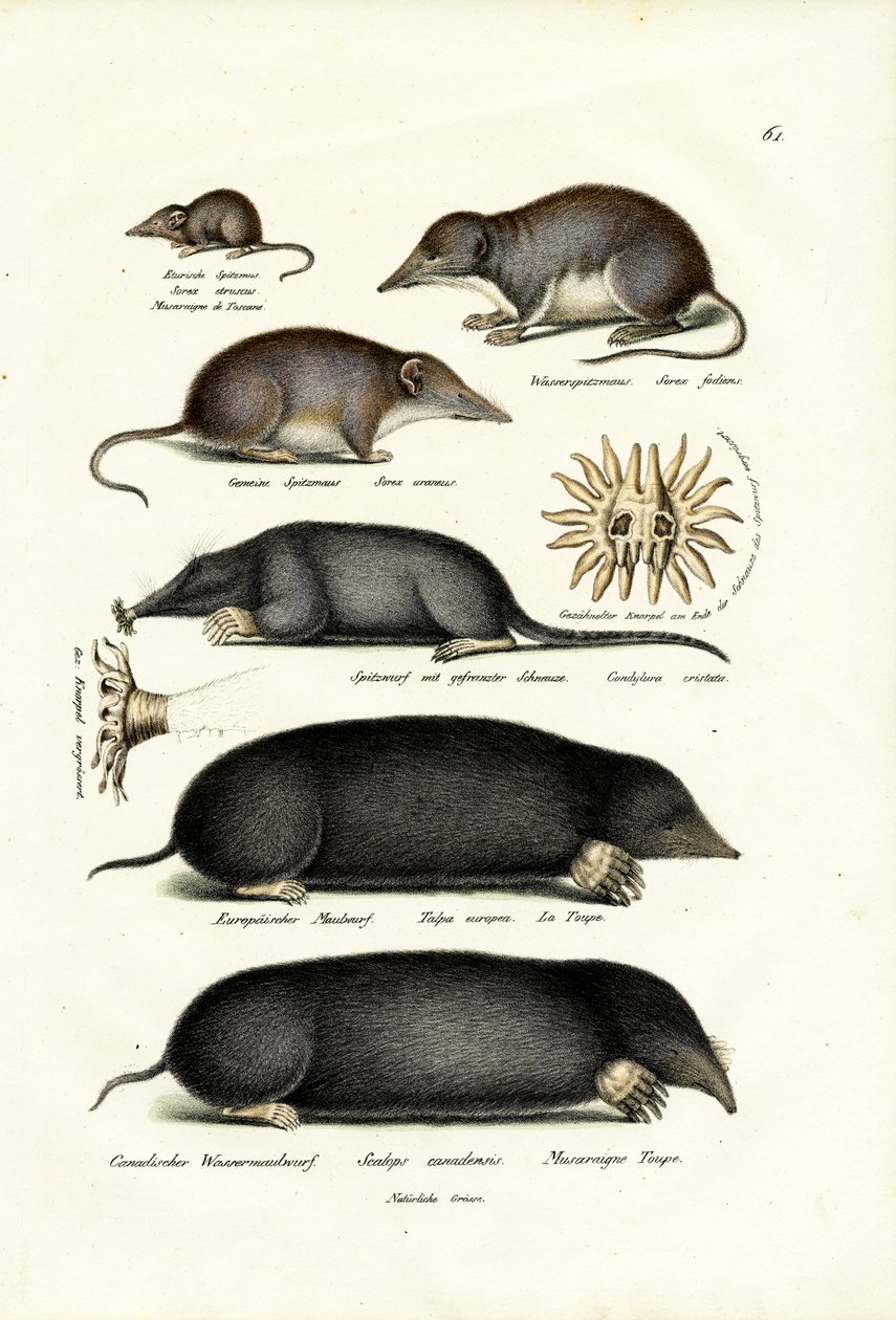 Shrews, 1824 af Karl Joseph Brodtmann