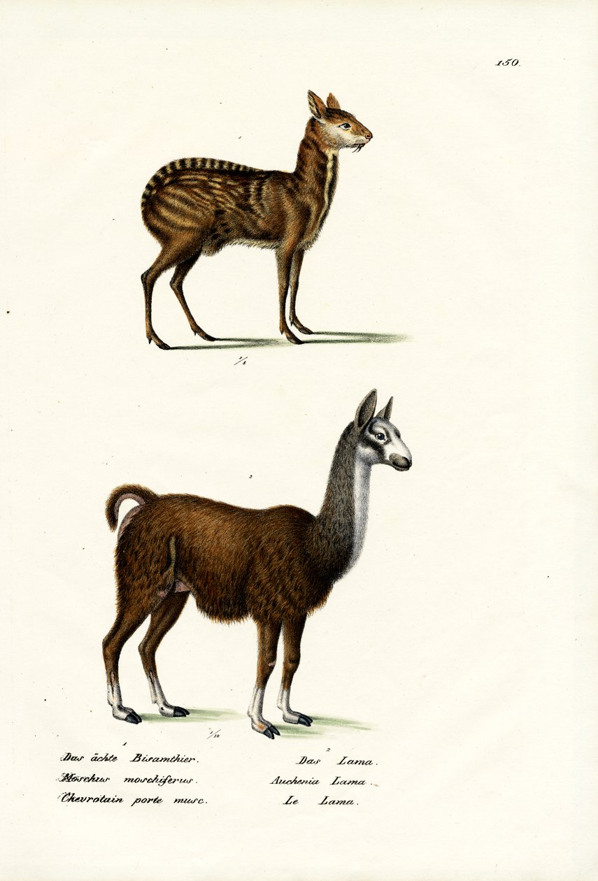 Sibirisk moskushjort, 1824 af Karl Joseph Brodtmann