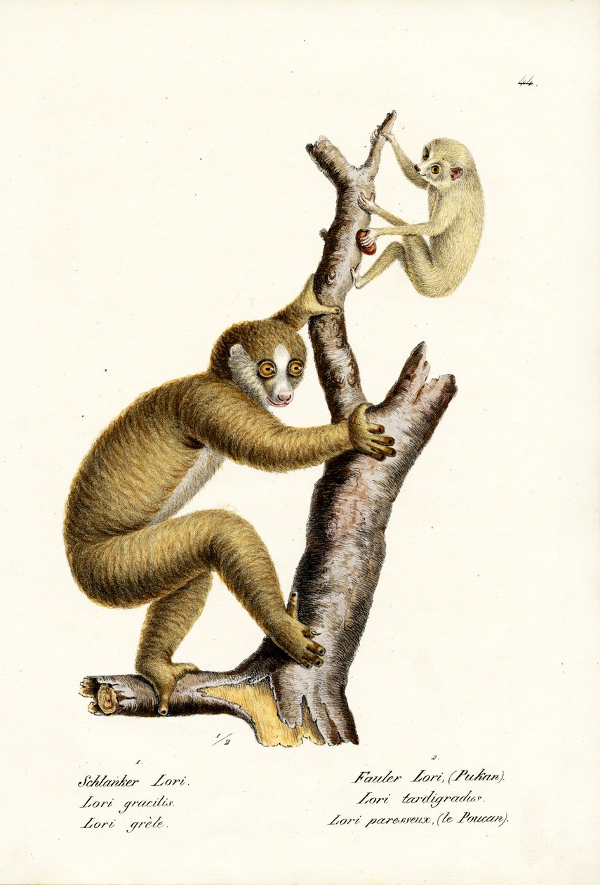 Slender Loris, 1824 af Karl Joseph Brodtmann