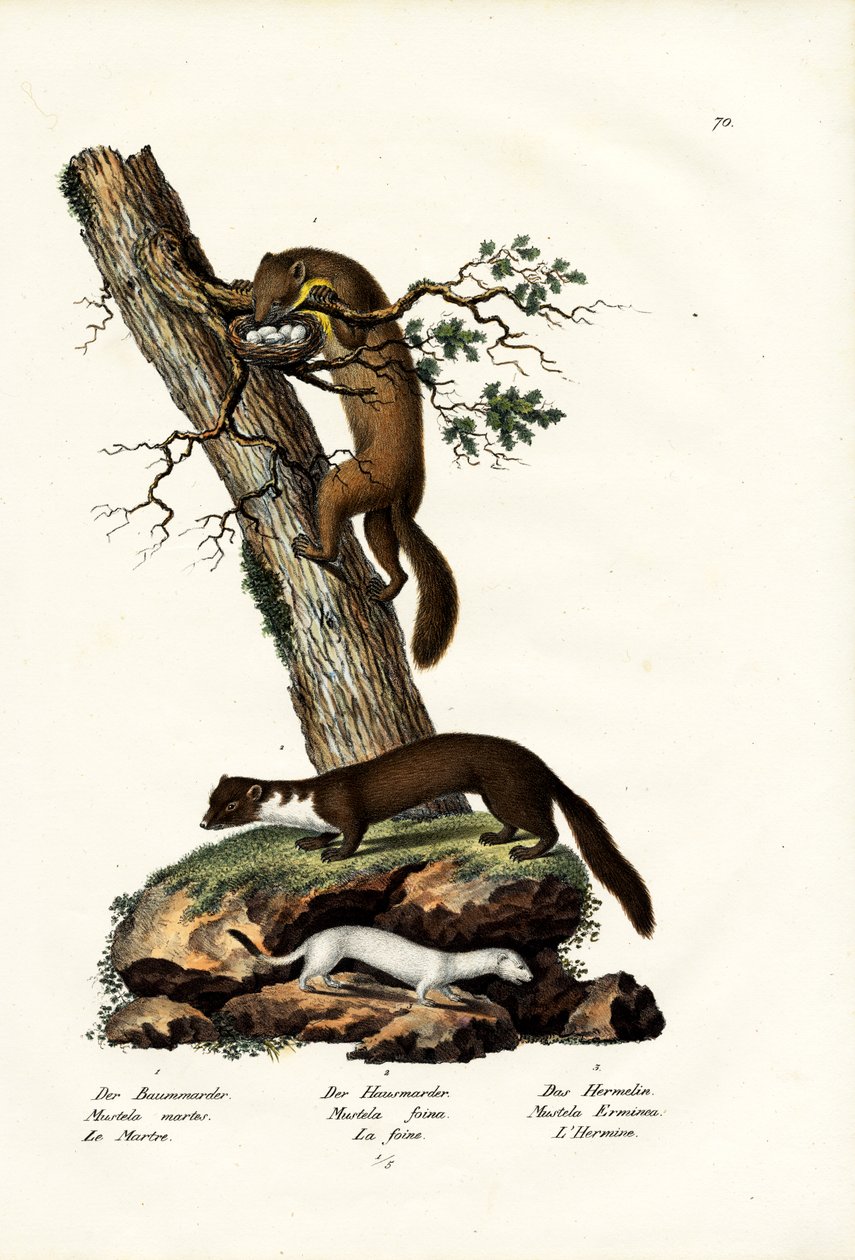 Sweet Marten, 1824 af Karl Joseph Brodtmann