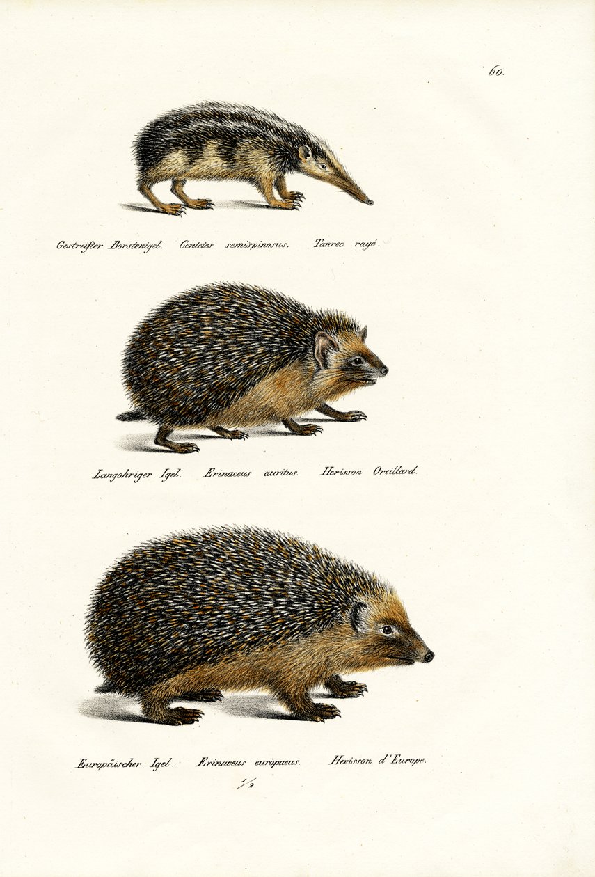 Tailless Tenrec, 1824 af Karl Joseph Brodtmann