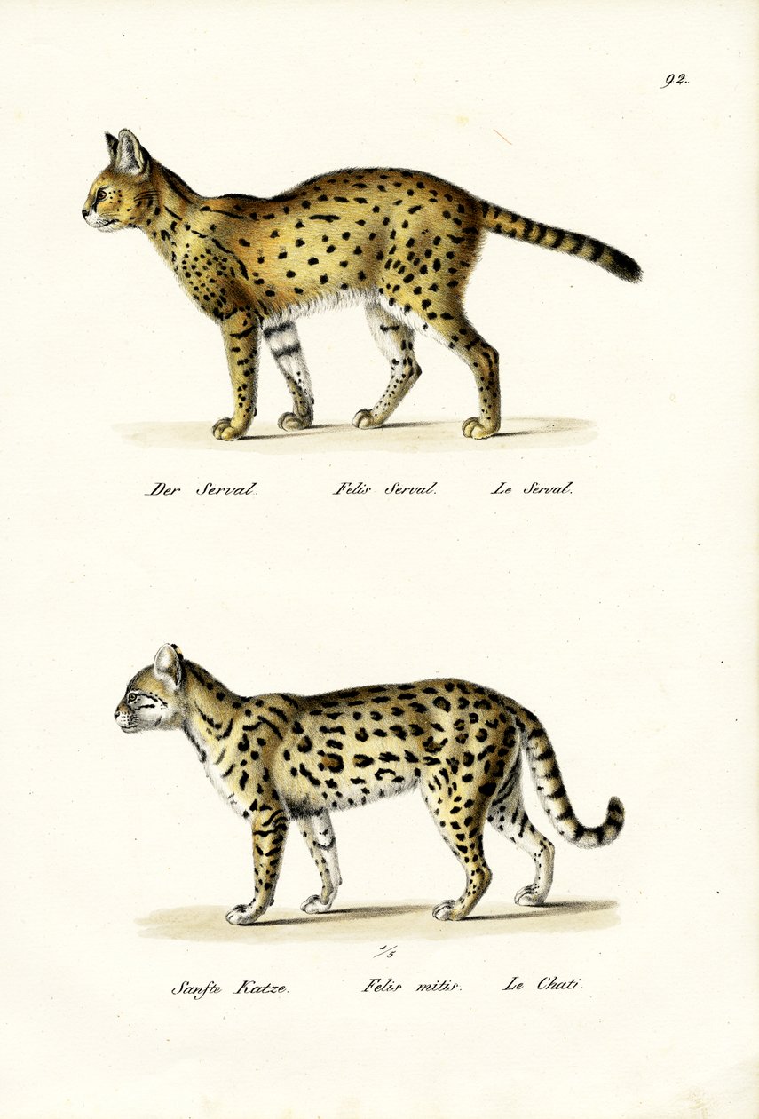 Tigerkat, 1824 af Karl Joseph Brodtmann