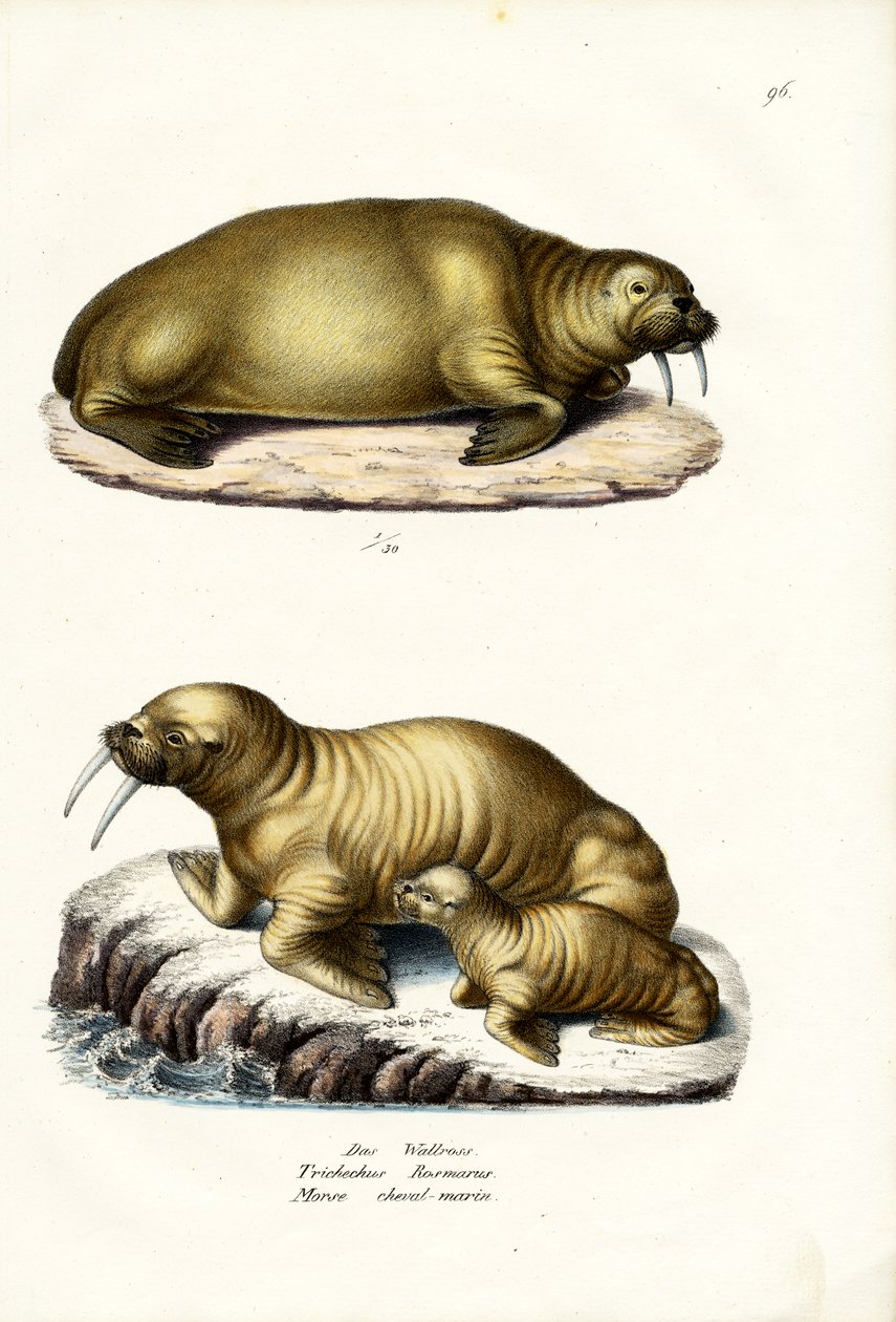 Hvalros, 1824 af Karl Joseph Brodtmann