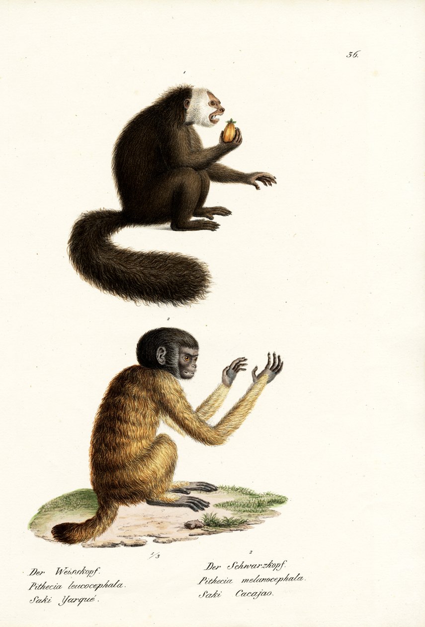 Hvid Saki, 1824 af Karl Joseph Brodtmann