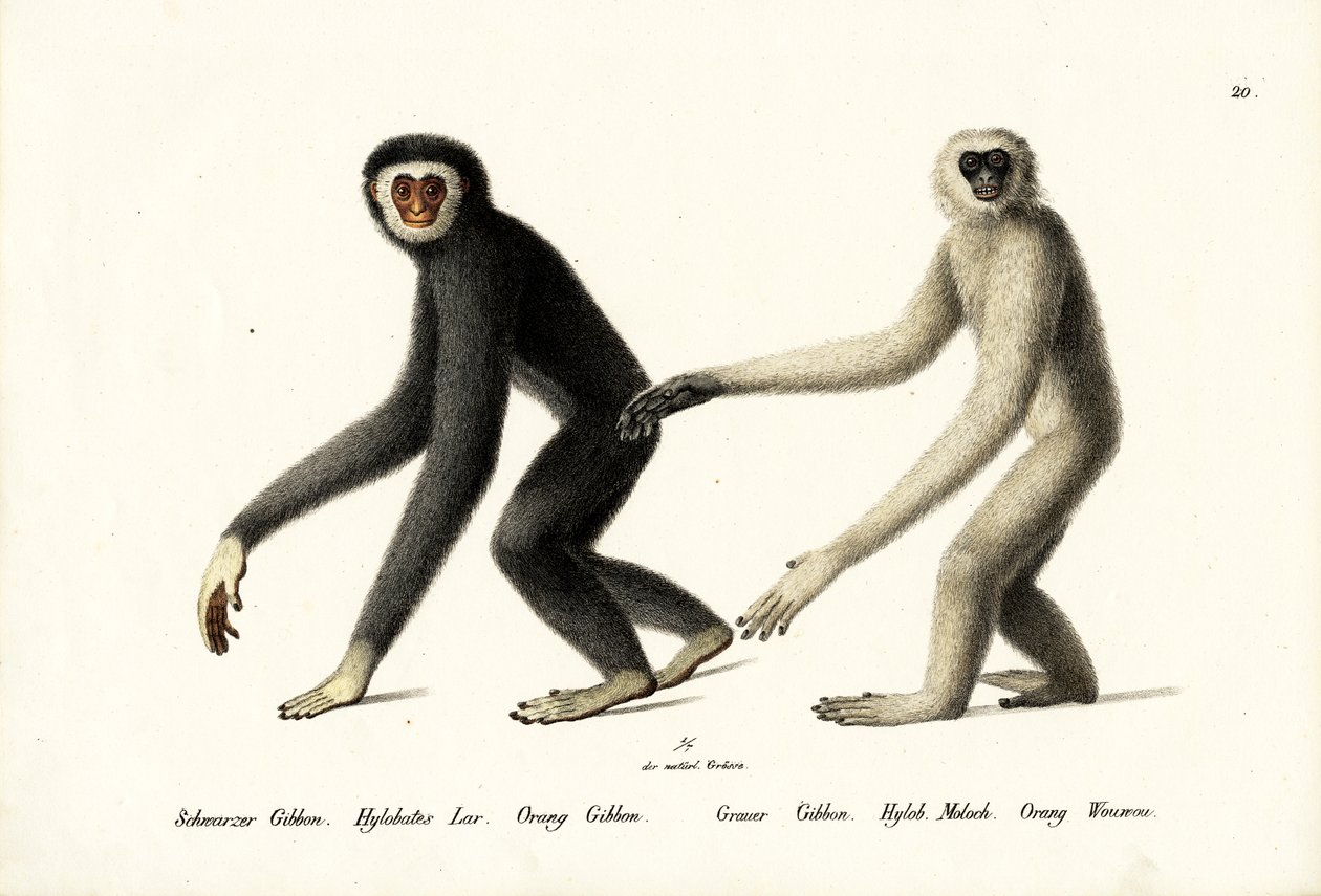 Hvidhændet Gibbon, 1824 af Karl Joseph Brodtmann