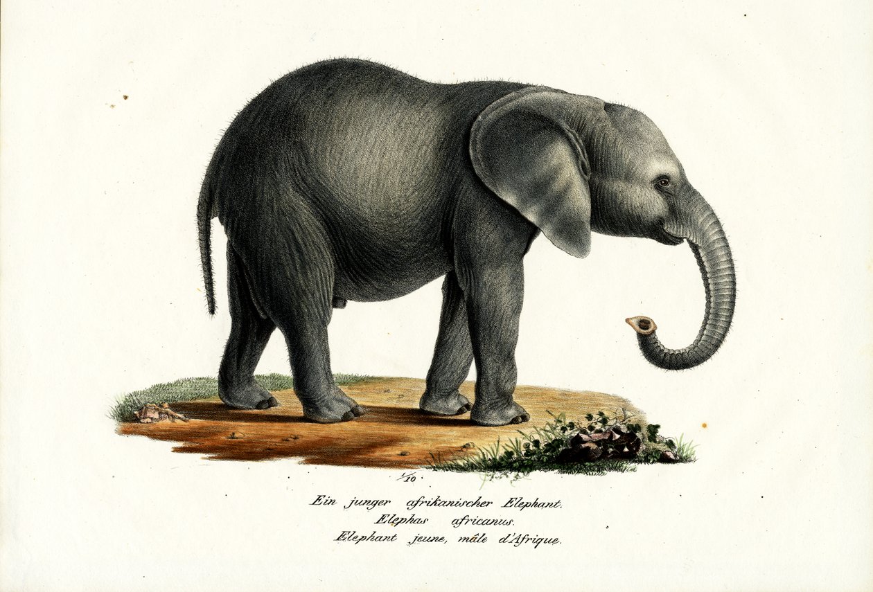 Ung afrikansk elefant, 1824 af Karl Joseph Brodtmann