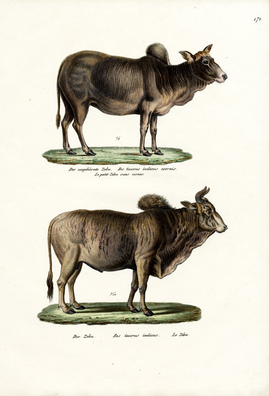 Zebus, 1824 af Karl Joseph Brodtmann