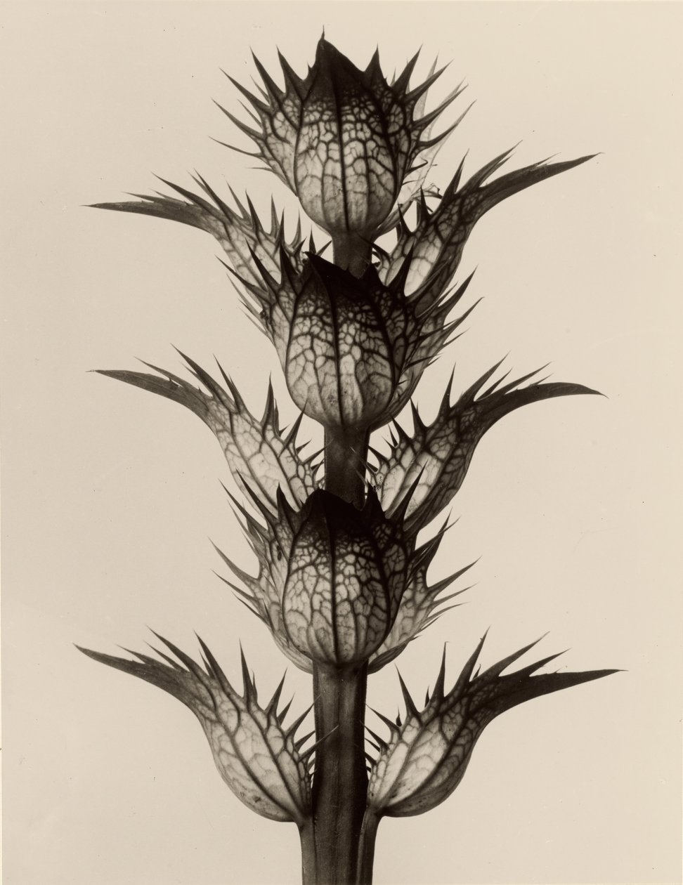 Acanthus mollis af Karl Blossfeldt