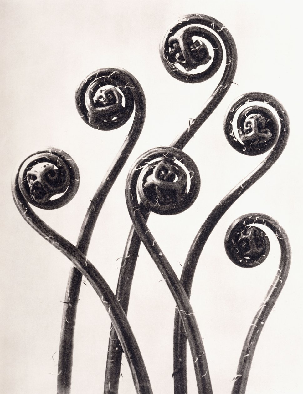 Adiantum Pedatum - amerikansk jomfruhårbregne, unge sammenrullede blade forstørret otte gange af Karl Blossfeldt