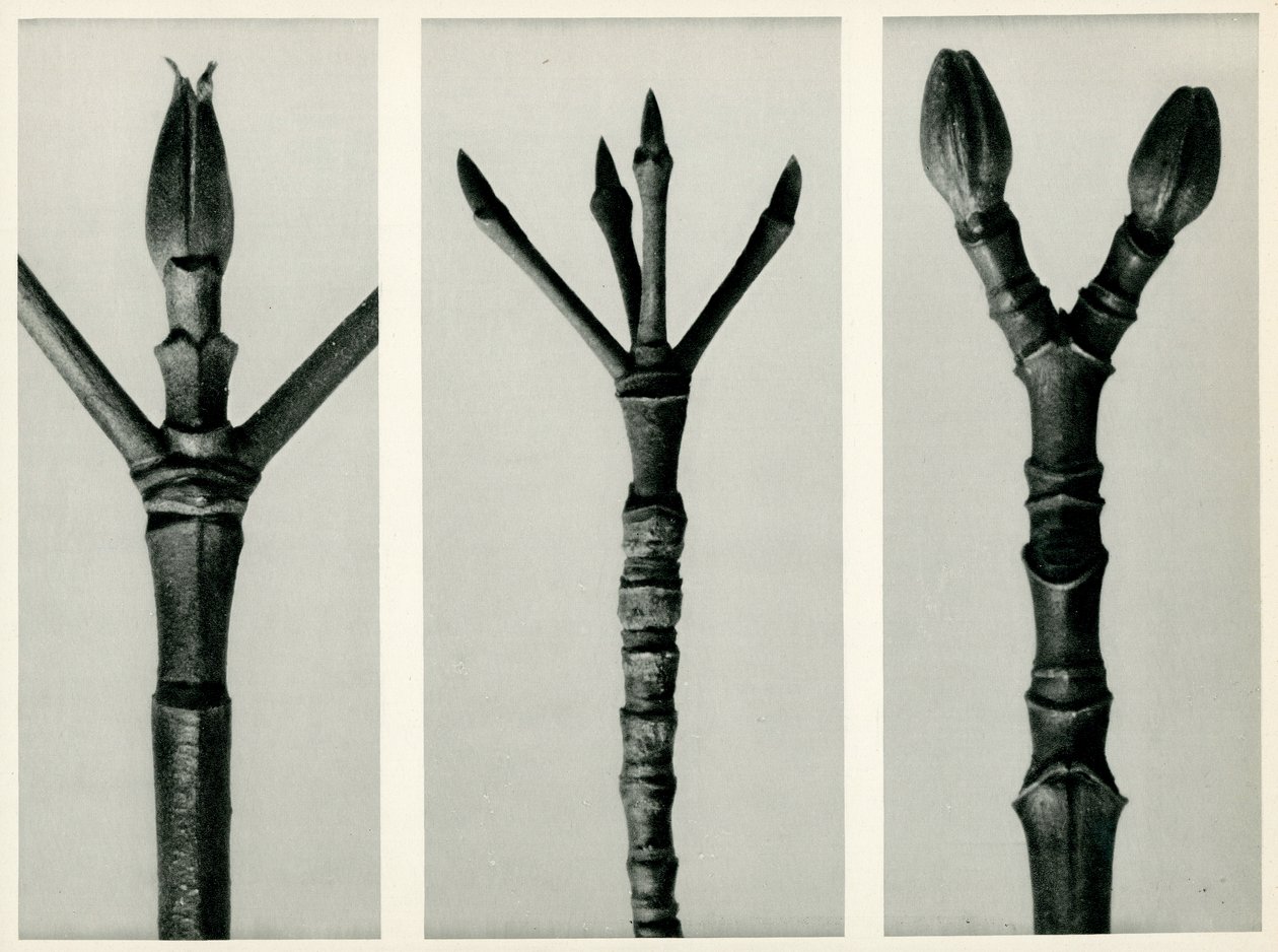 Cornus Nuttallii, 1929 (fotogravure) af Karl Blossfeldt