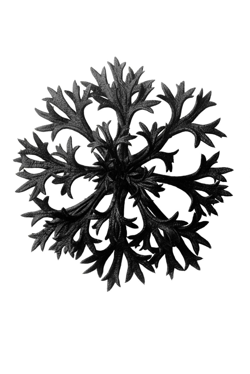 Originale former for kunst af Karl Blossfeldt