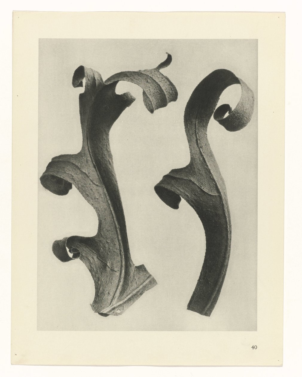 Plantestudier Arketyper af kunst: fotografiske billeder af planter (serietitel) af Karl Blossfeldt
