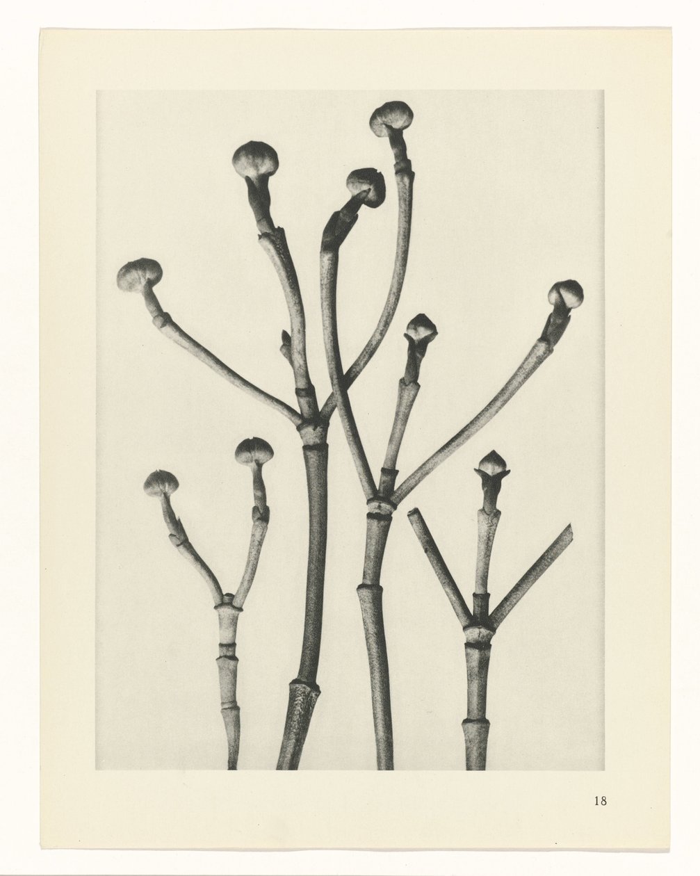 Plantestudier Arketyper af kunst: fotografiske billeder af planter (serietitel) af Karl Blossfeldt