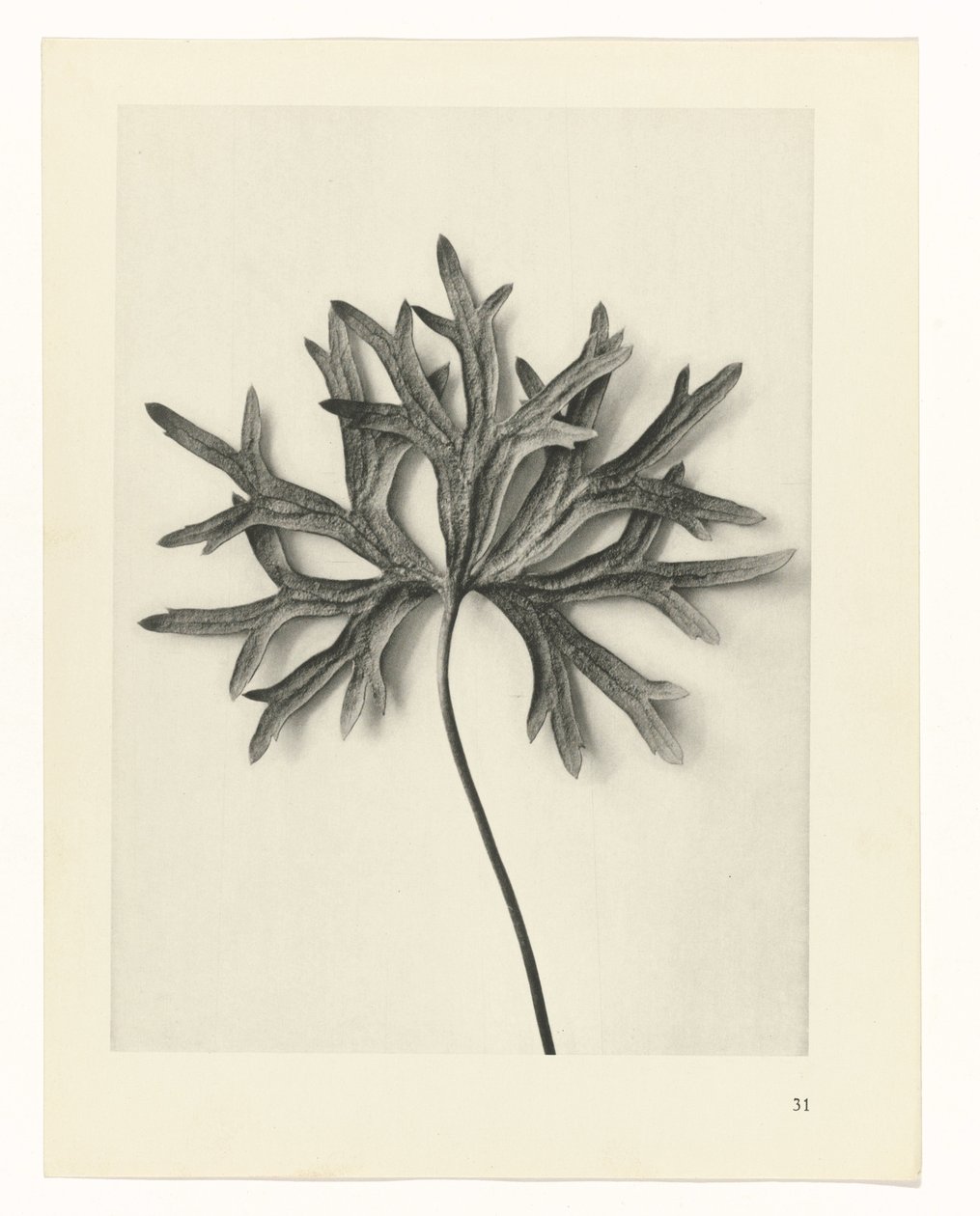 Plantestudier Arketyper af kunst: fotografiske billeder af planter (serietitel) af Karl Blossfeldt
