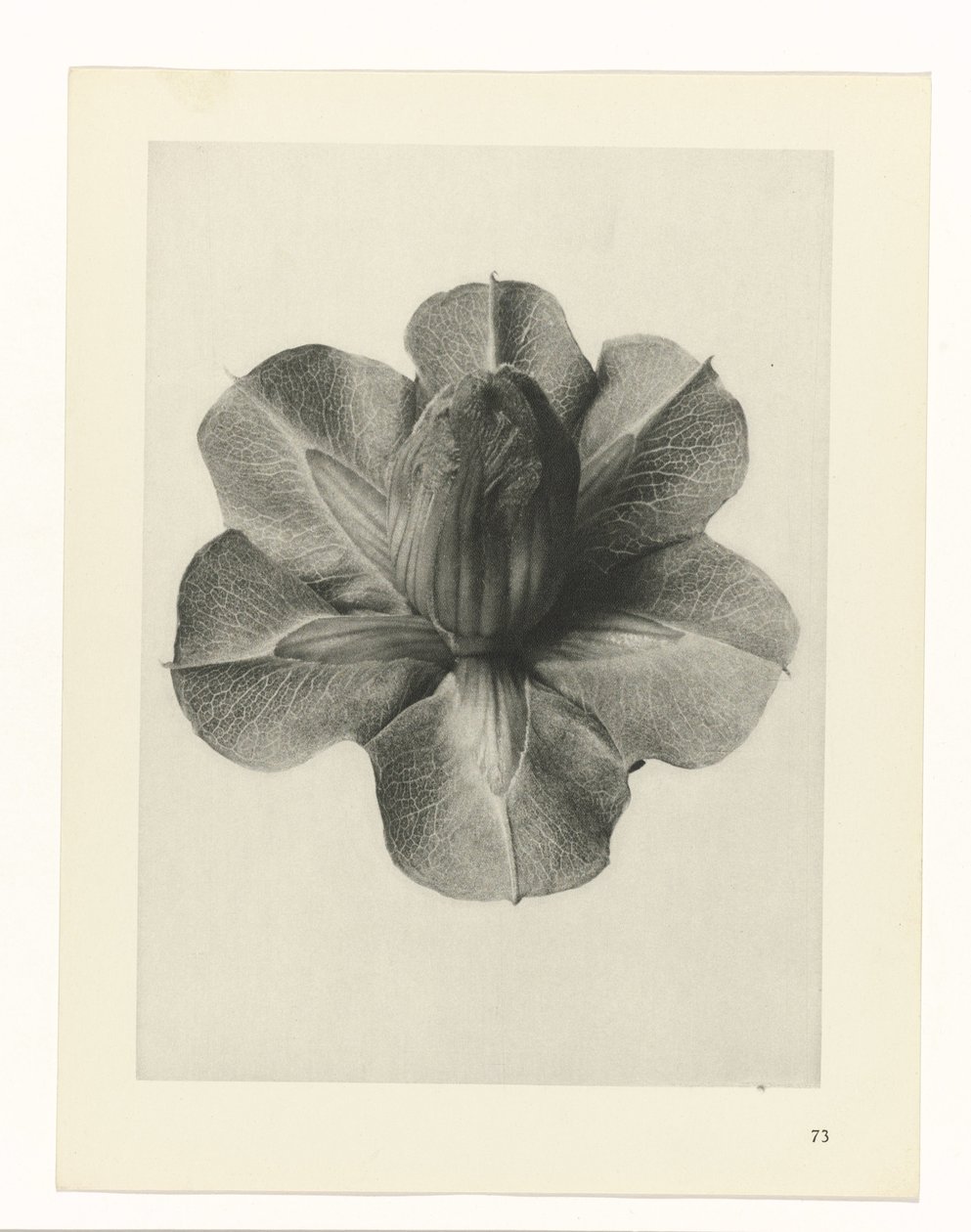 Plantestudier Arketyper af kunst: fotografiske billeder af planter (serietitel) af Karl Blossfeldt