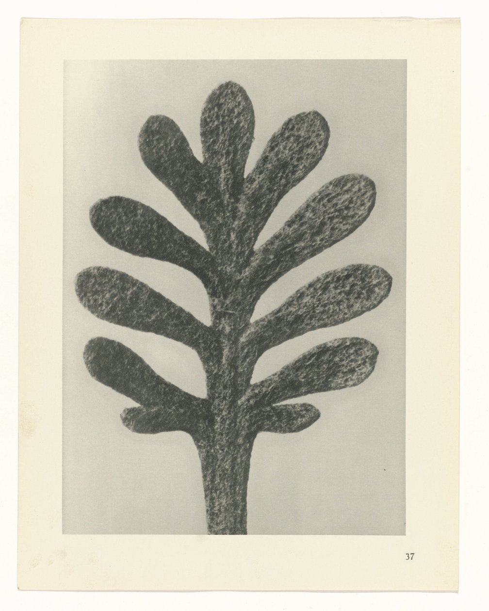 Plantestudier Arketyper af kunst: fotografiske billeder af planter (serietitel) af Karl Blossfeldt