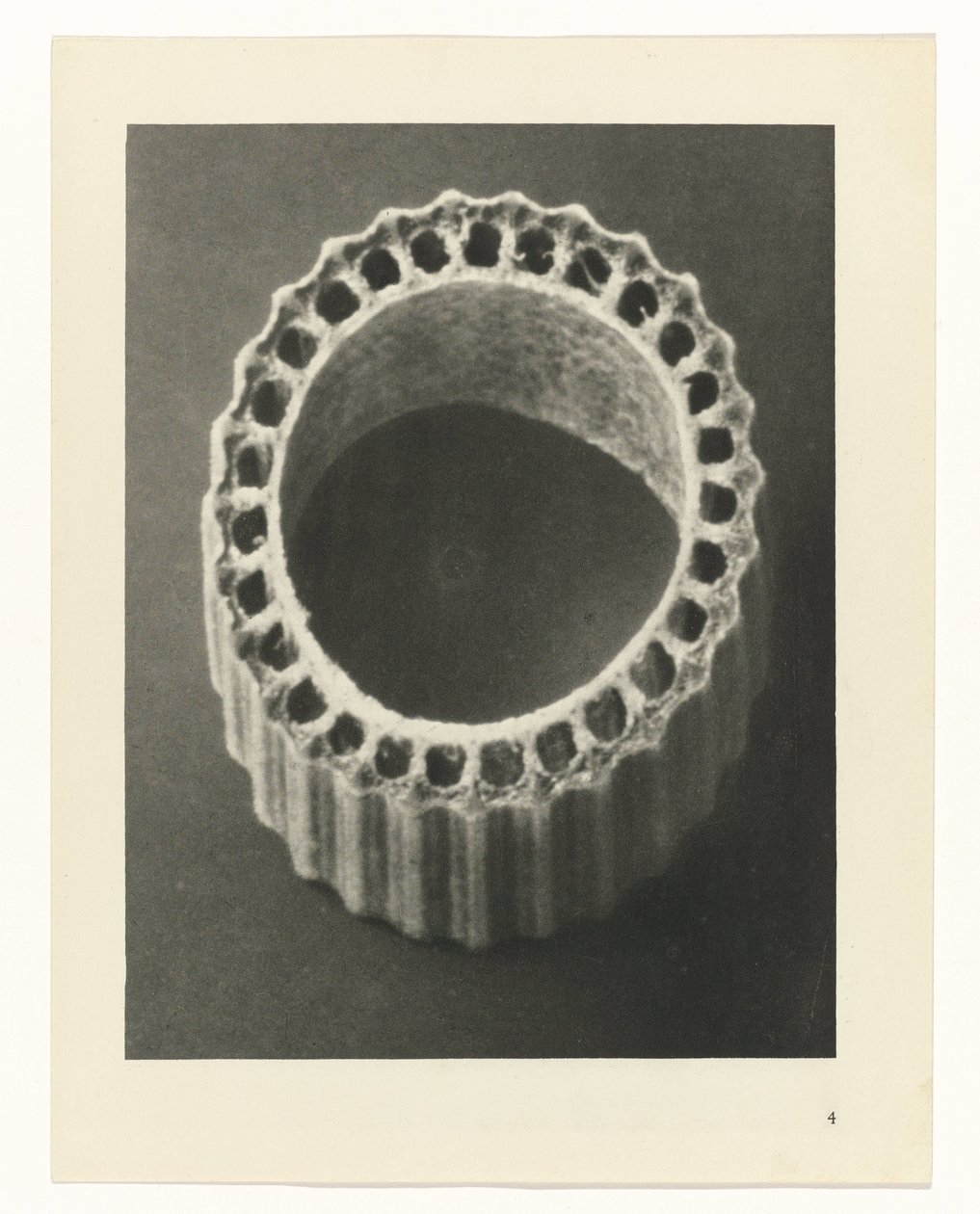 Plantestudier Arketyper af kunst: fotografiske billeder af planter (serietitel) af Karl Blossfeldt