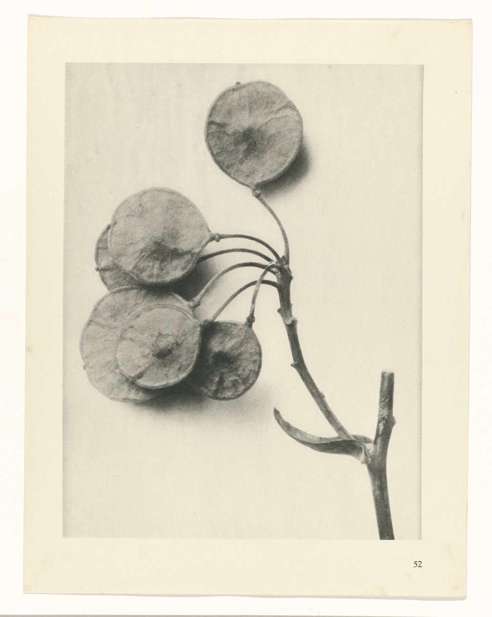 Planteundersøgelse Primal Forms of Art (Series Titel) af Karl Blossfeldt