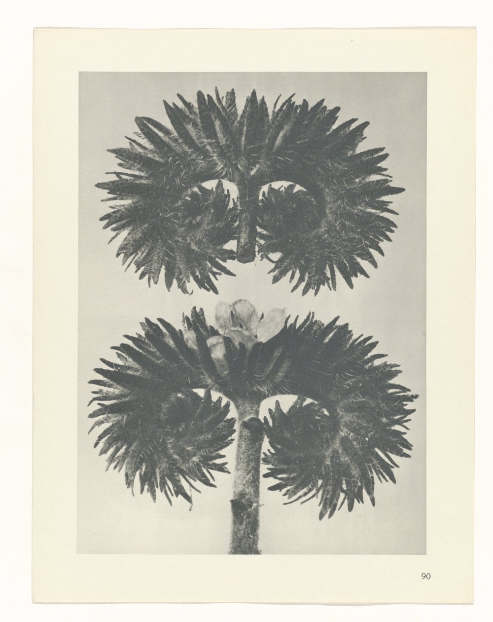 planlægge undersøgelse Arketyper af kunst (serietitel) af Karl Blossfeldt