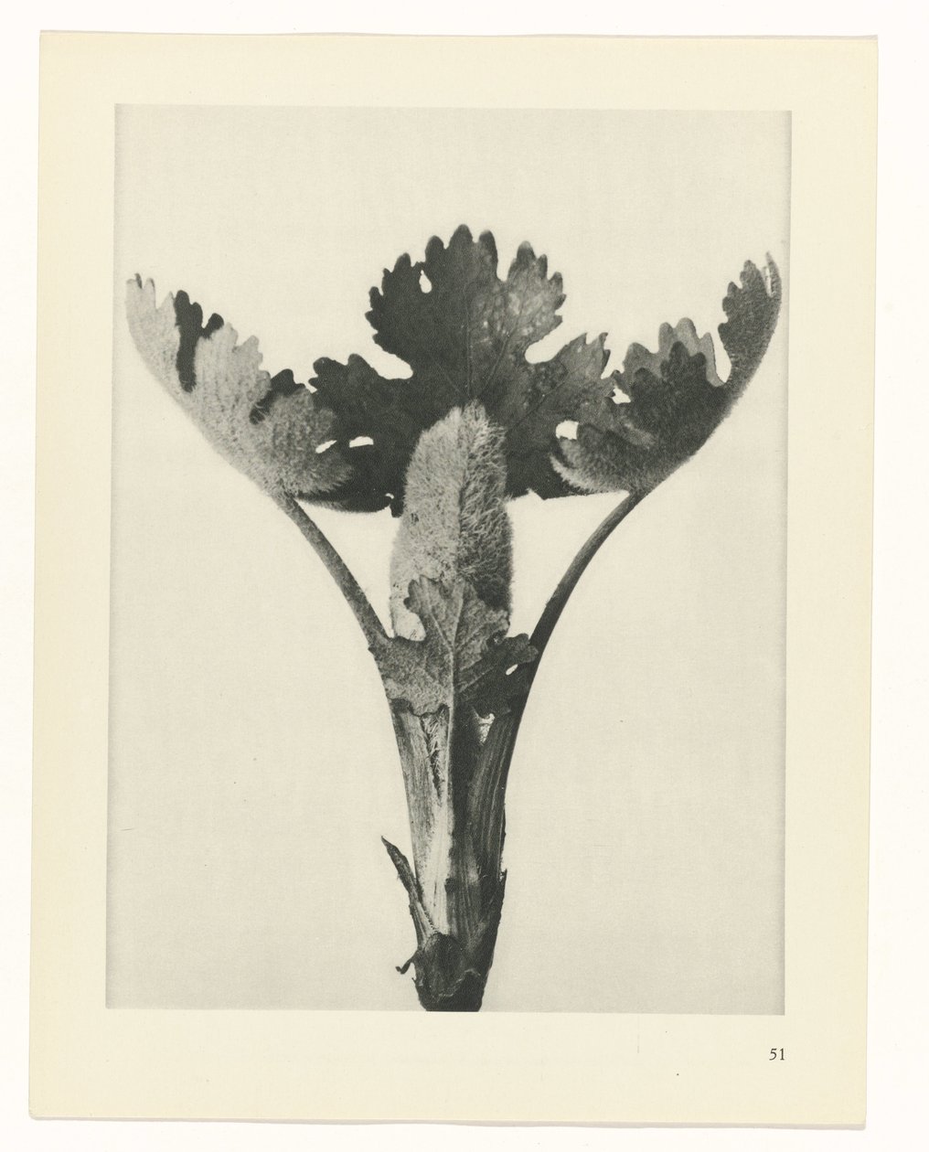 planlægge undersøgelse Arketyper af kunst (serietitel) af Karl Blossfeldt