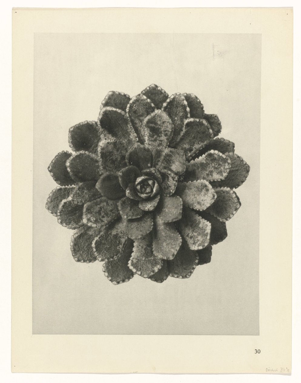 planlægge undersøgelse Arketyper af kunst (serietitel) af Karl Blossfeldt