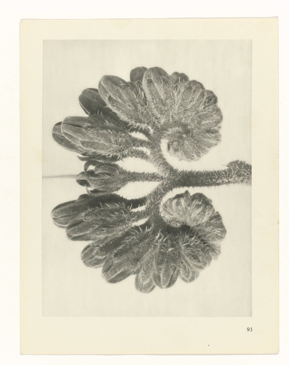 planlægge undersøgelse Arketyper af kunst (serietitel) af Karl Blossfeldt