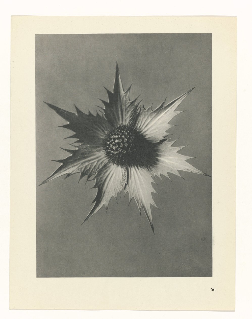 planlægge undersøgelse Arketyper af kunst (serietitel) af Karl Blossfeldt