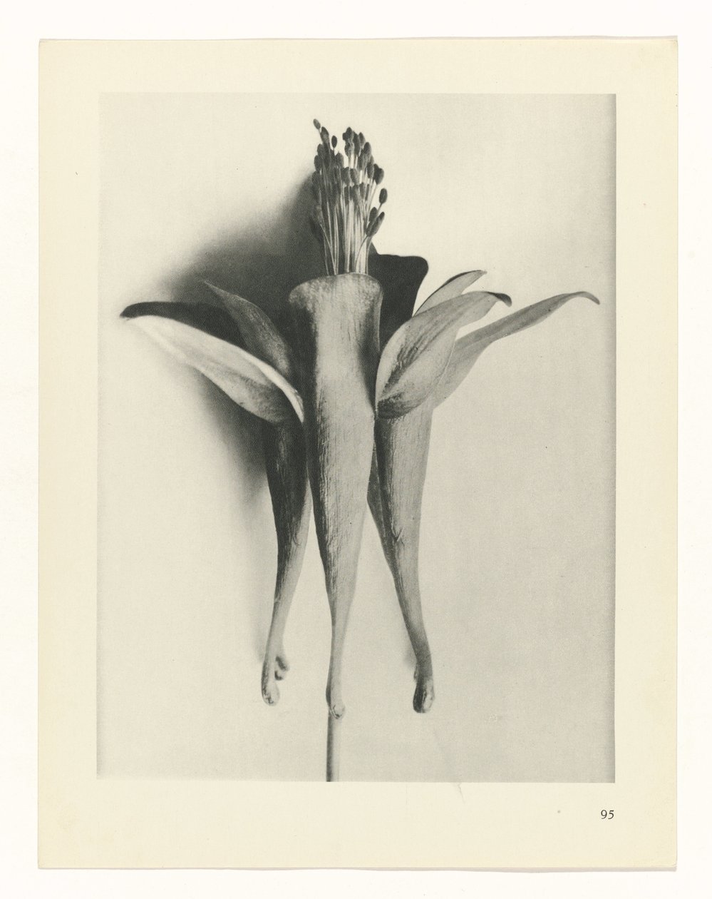 planlægge undersøgelse Arketyper af kunst (serietitel) af Karl Blossfeldt