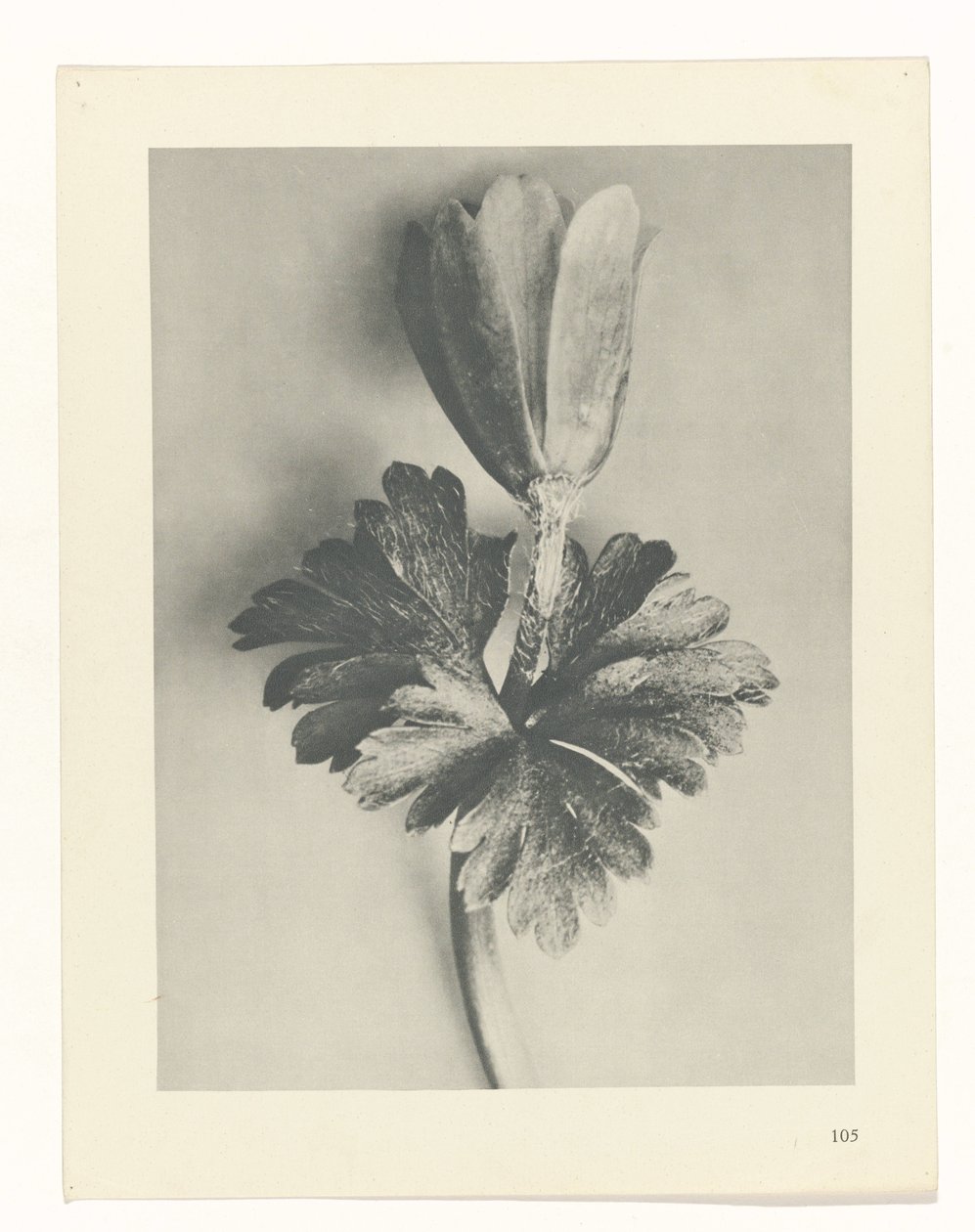 planlægge undersøgelse Arketyper af kunst (serietitel) af Karl Blossfeldt