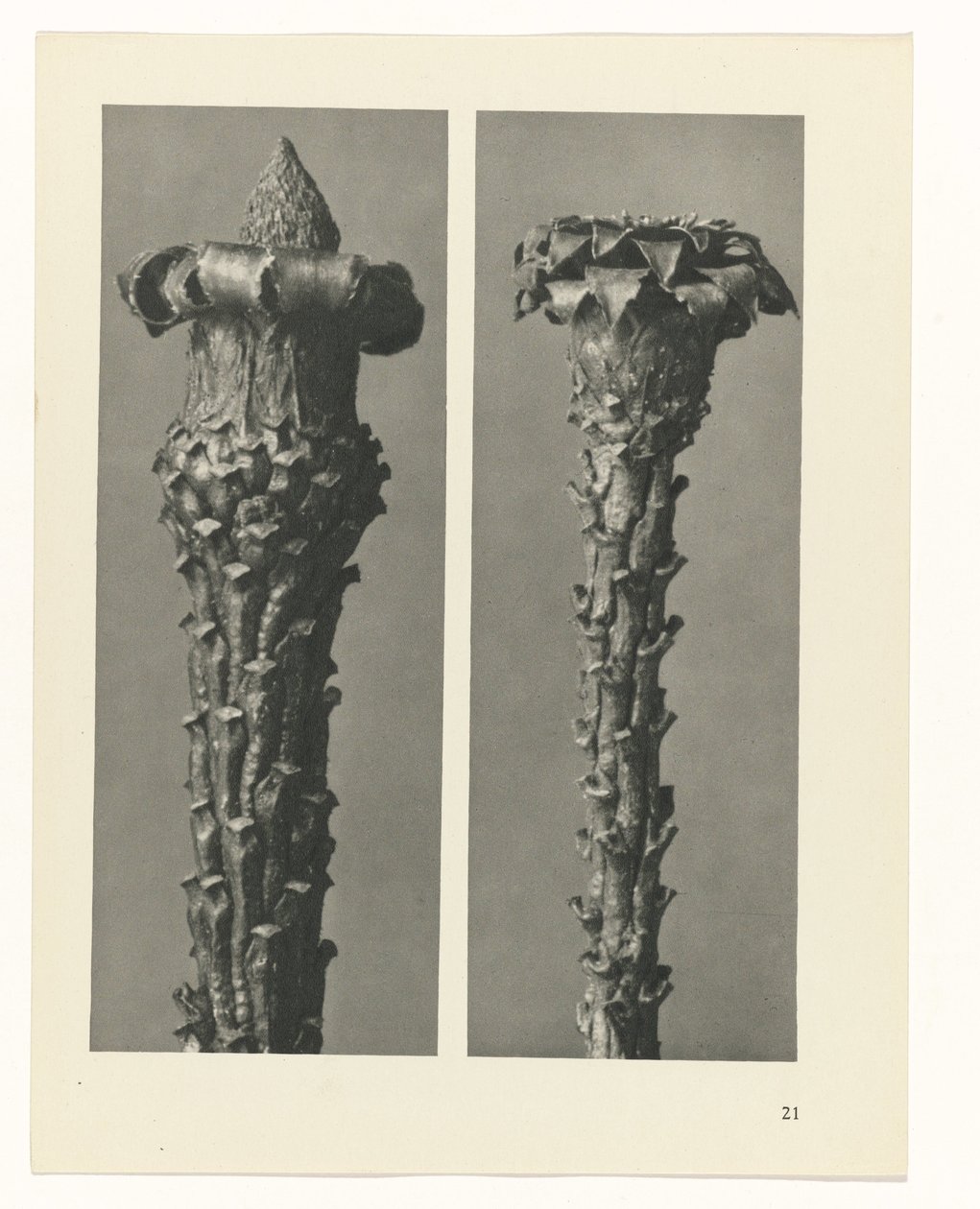 planlægge undersøgelse Arketyper af kunst (serietitel) af Karl Blossfeldt