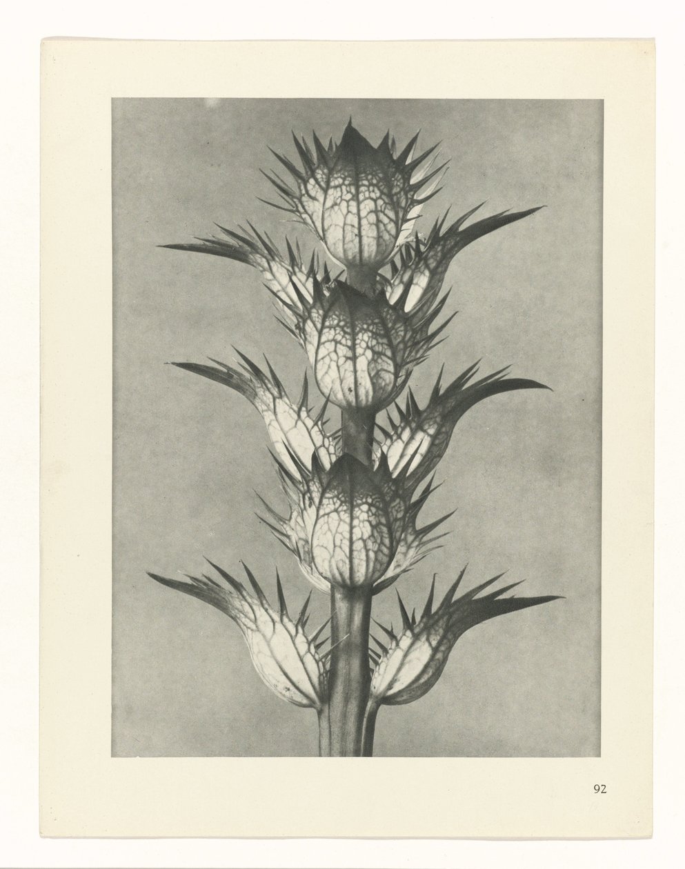 planlægge undersøgelse Arketyper af kunst (serietitel) af Karl Blossfeldt