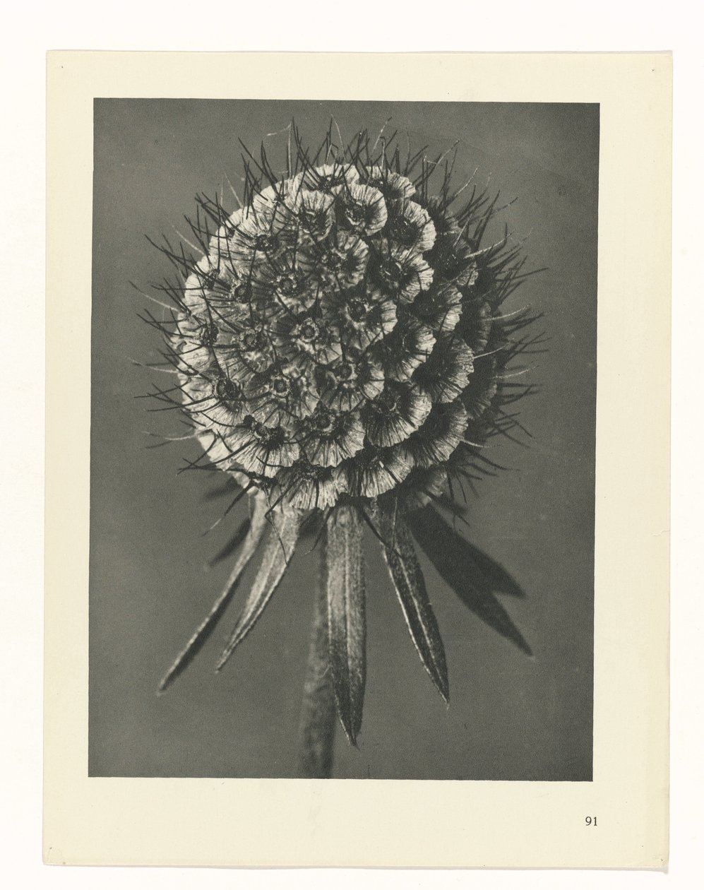 planlægge undersøgelse Arketyper af kunst (serietitel) af Karl Blossfeldt
