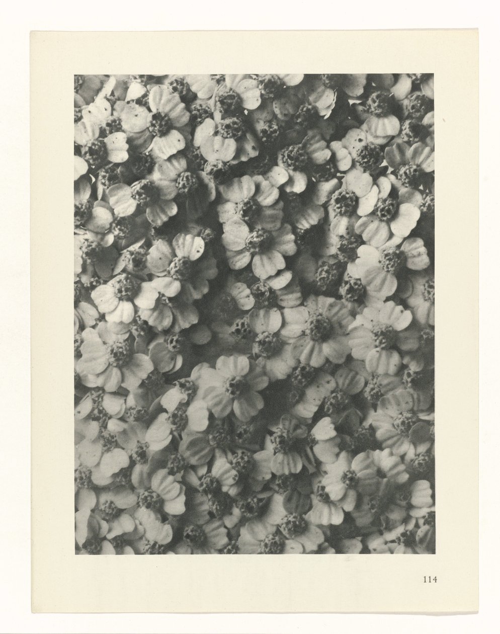 planlægge undersøgelse Arketyper af kunst (serietitel) af Karl Blossfeldt