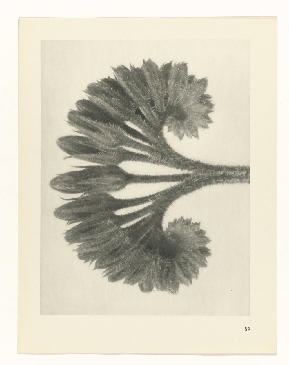 planlægge undersøgelse Arketyper af kunst (serietitel) af Karl Blossfeldt