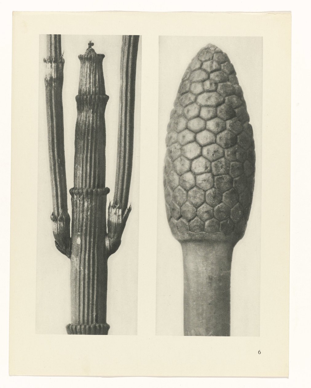 planlægge undersøgelse Arketyper af kunst (serietitel) af Karl Blossfeldt