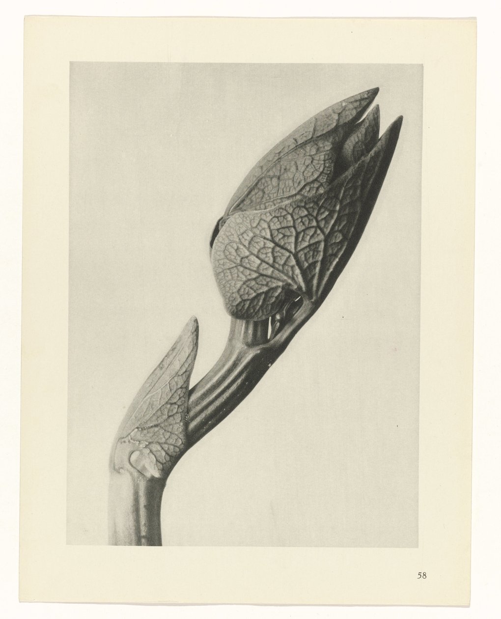 planlægge undersøgelse Arketyper af kunst (serietitel) af Karl Blossfeldt