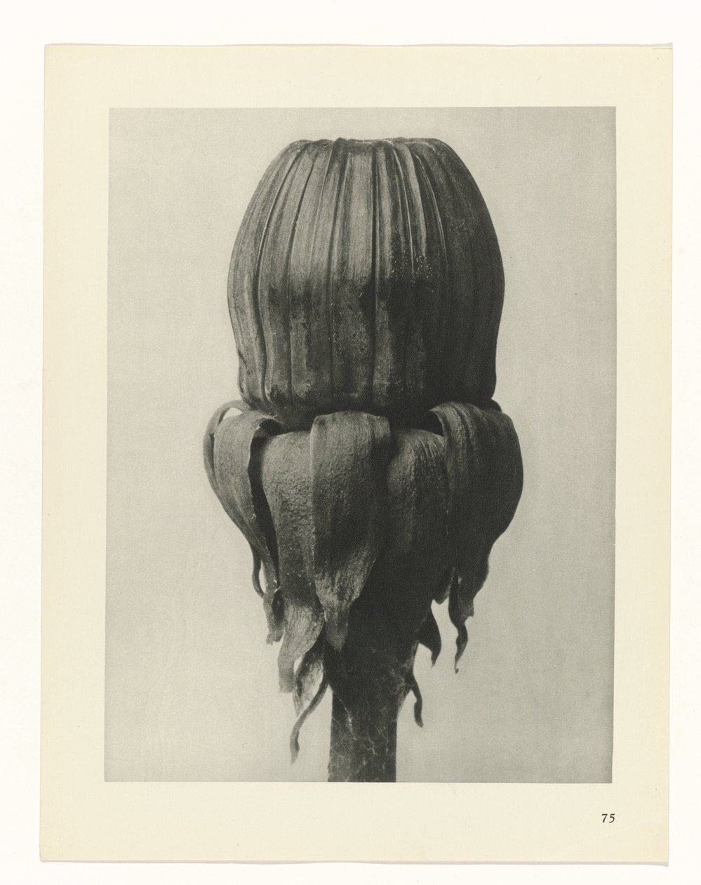 planlægge undersøgelse Arketyper af kunst (serietitel) af Karl Blossfeldt