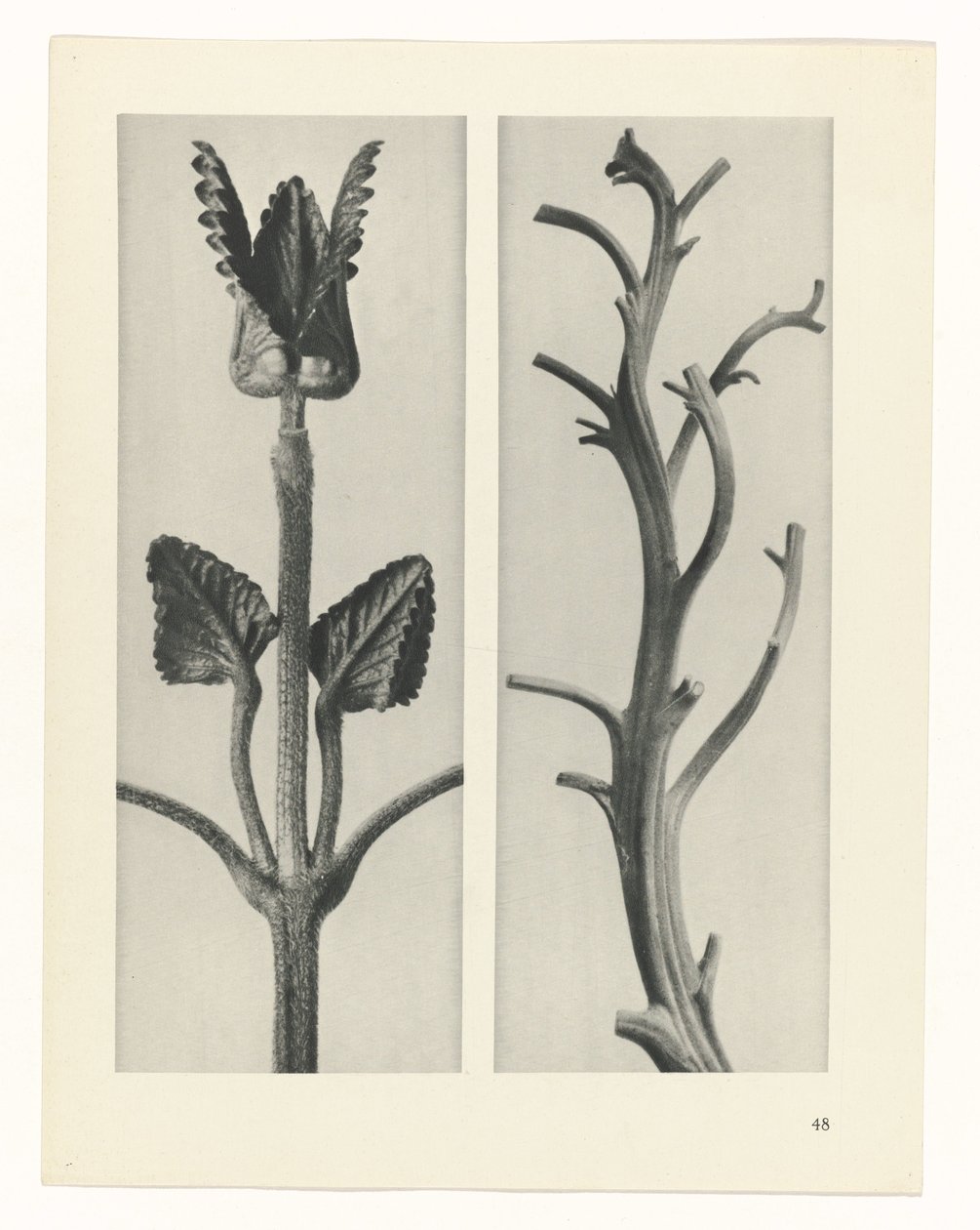 planlægge undersøgelse Arketyper af kunst (serietitel) af Karl Blossfeldt