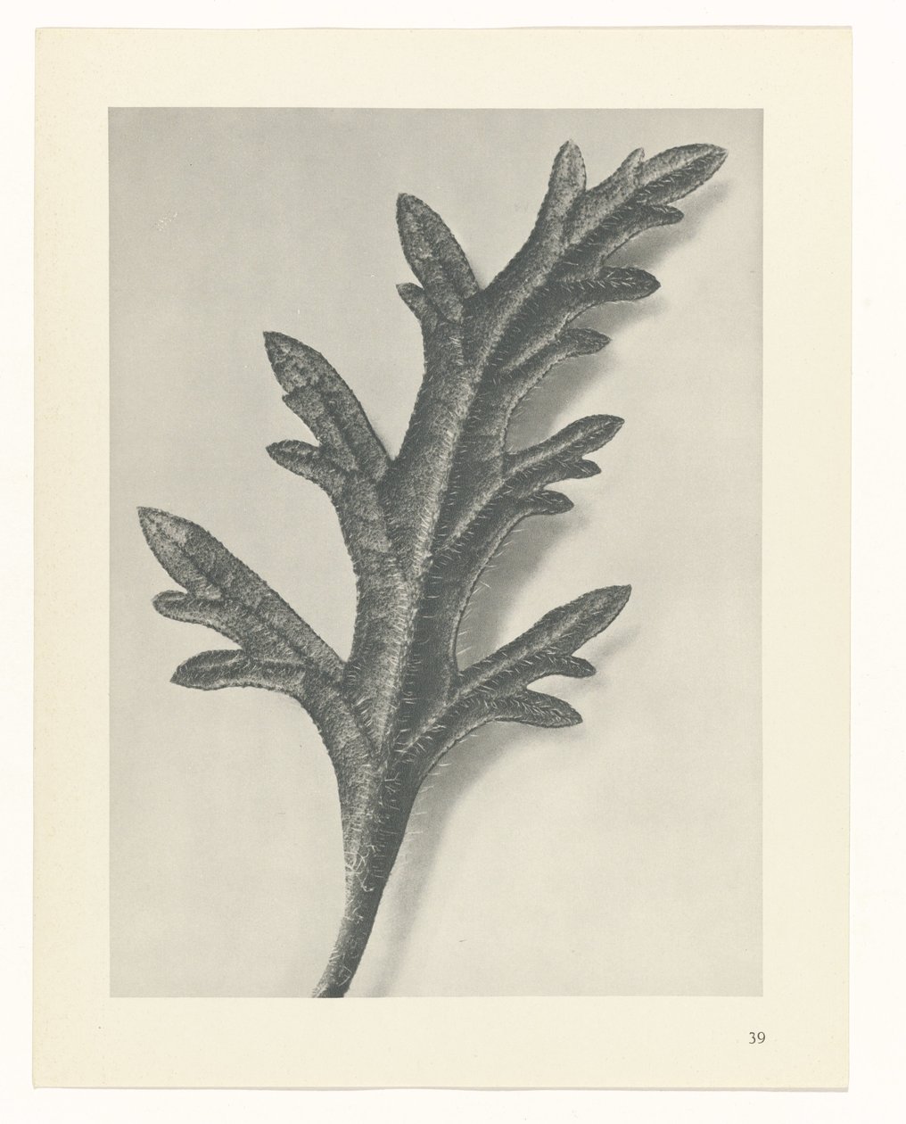 planlægge undersøgelse Arketyper af kunst (serietitel) af Karl Blossfeldt