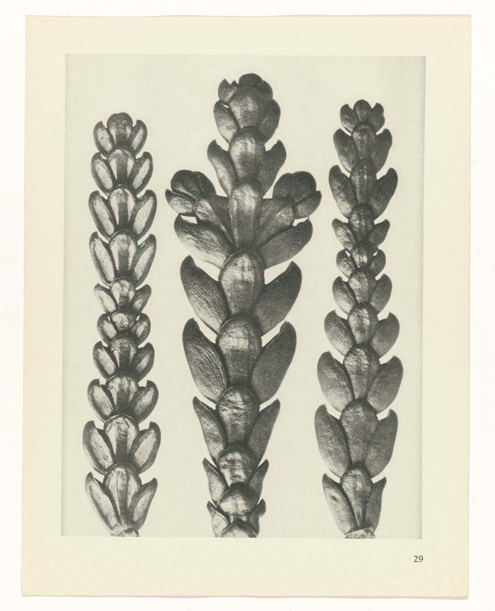 planlægge undersøgelse Arketyper af kunst (serietitel) af Karl Blossfeldt