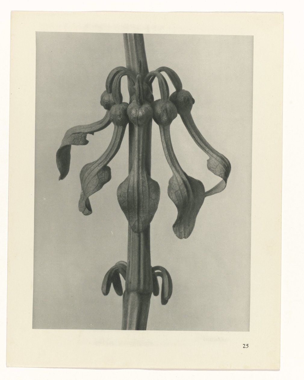 planlægge undersøgelse Arketyper af kunst (serietitel) af Karl Blossfeldt