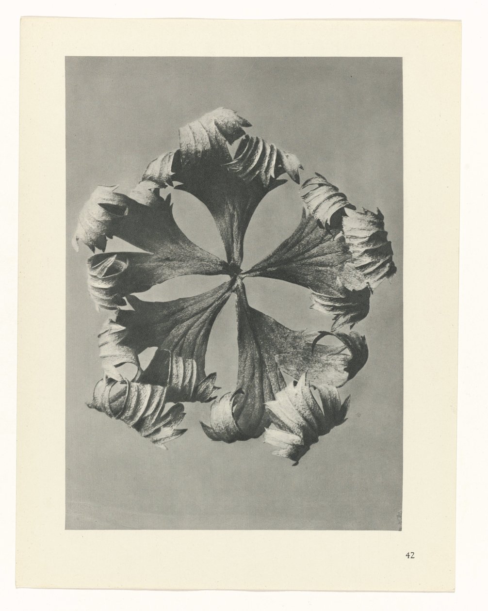 planlægge undersøgelse Arketyper af kunst (serietitel) af Karl Blossfeldt