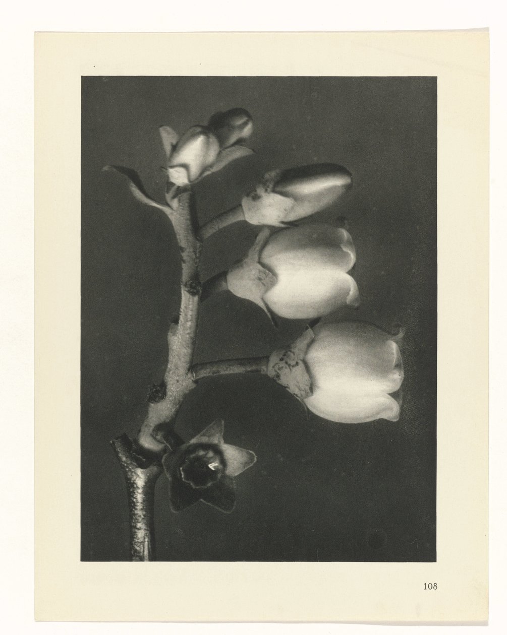 Planteundersøgelse Primal Forms of Art (Series Titel) af Karl Blossfeldt