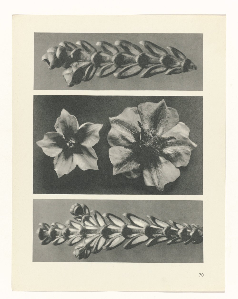 planlægge undersøgelse Arketyper af kunst (serietitel) af Karl Blossfeldt