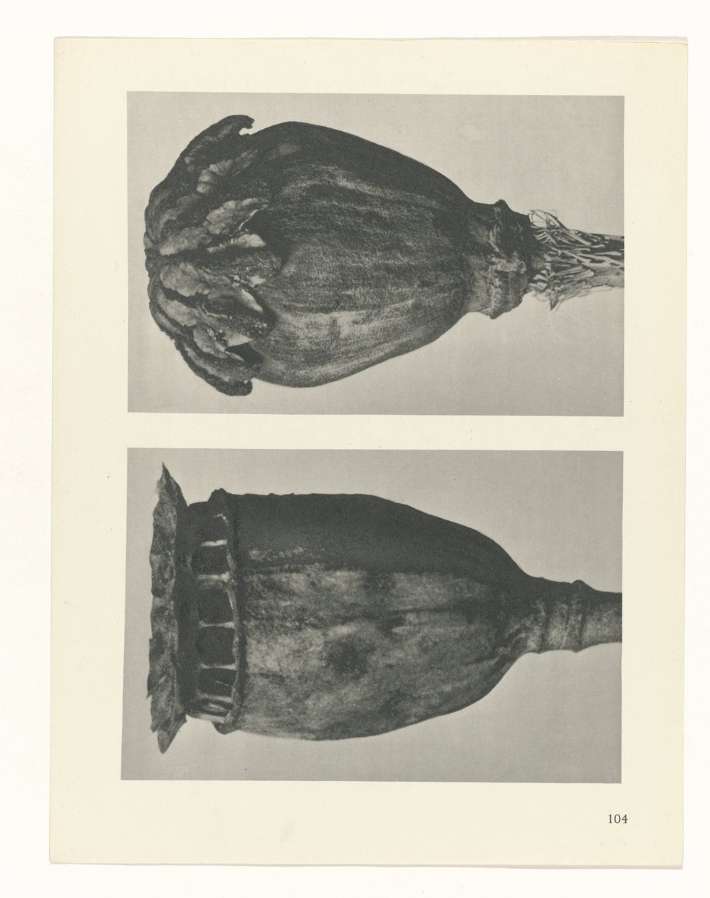 planlægge undersøgelse Arketyper af kunst (serietitel) af Karl Blossfeldt