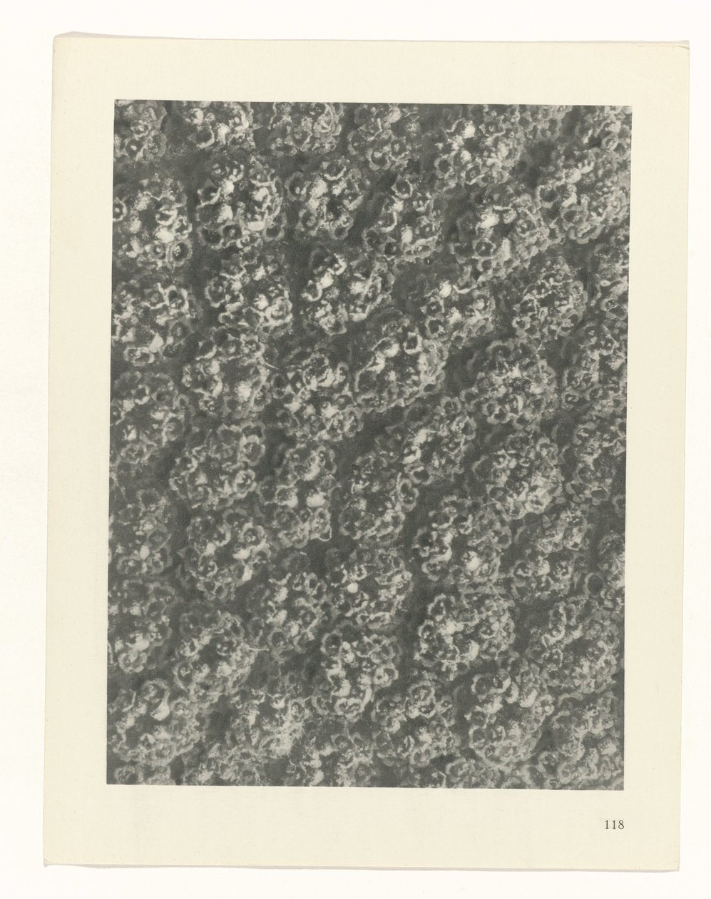 planlægge undersøgelse Arketyper af kunst (serietitel) af Karl Blossfeldt