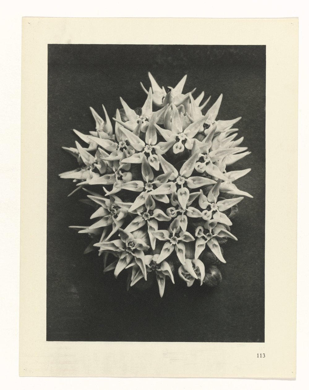 planlægge undersøgelse Arketyper af kunst (serietitel) af Karl Blossfeldt