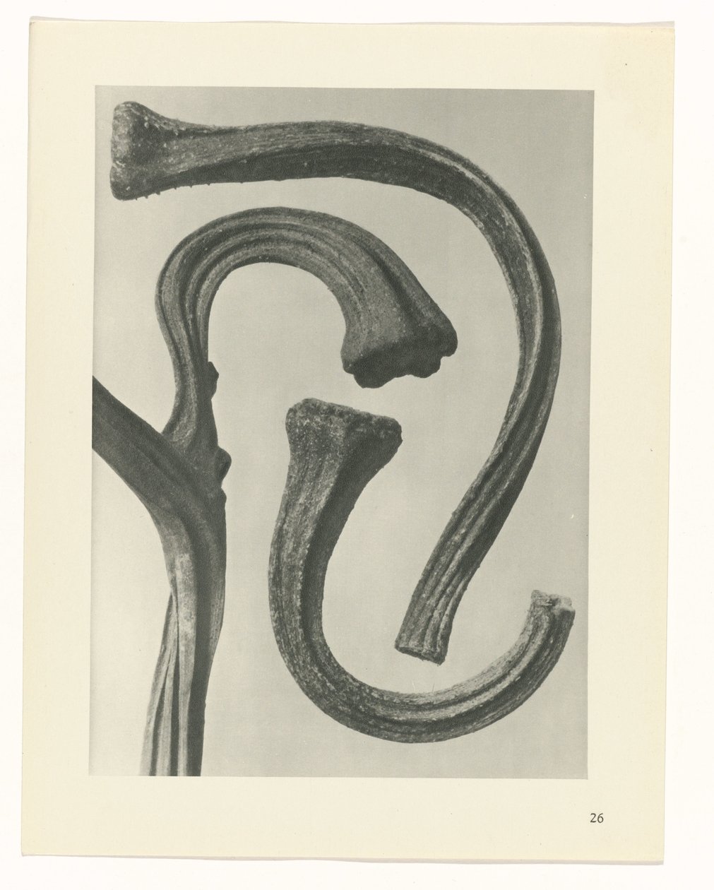 planlægge undersøgelse Arketyper af kunst (serietitel) af Karl Blossfeldt